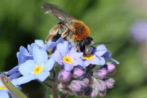 Biene auf fliederfarbenen Blüten