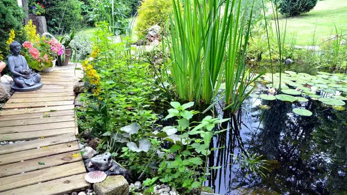 Teich mit Seerosen und Wasserpflanzen sowie kleinem Holzsteg